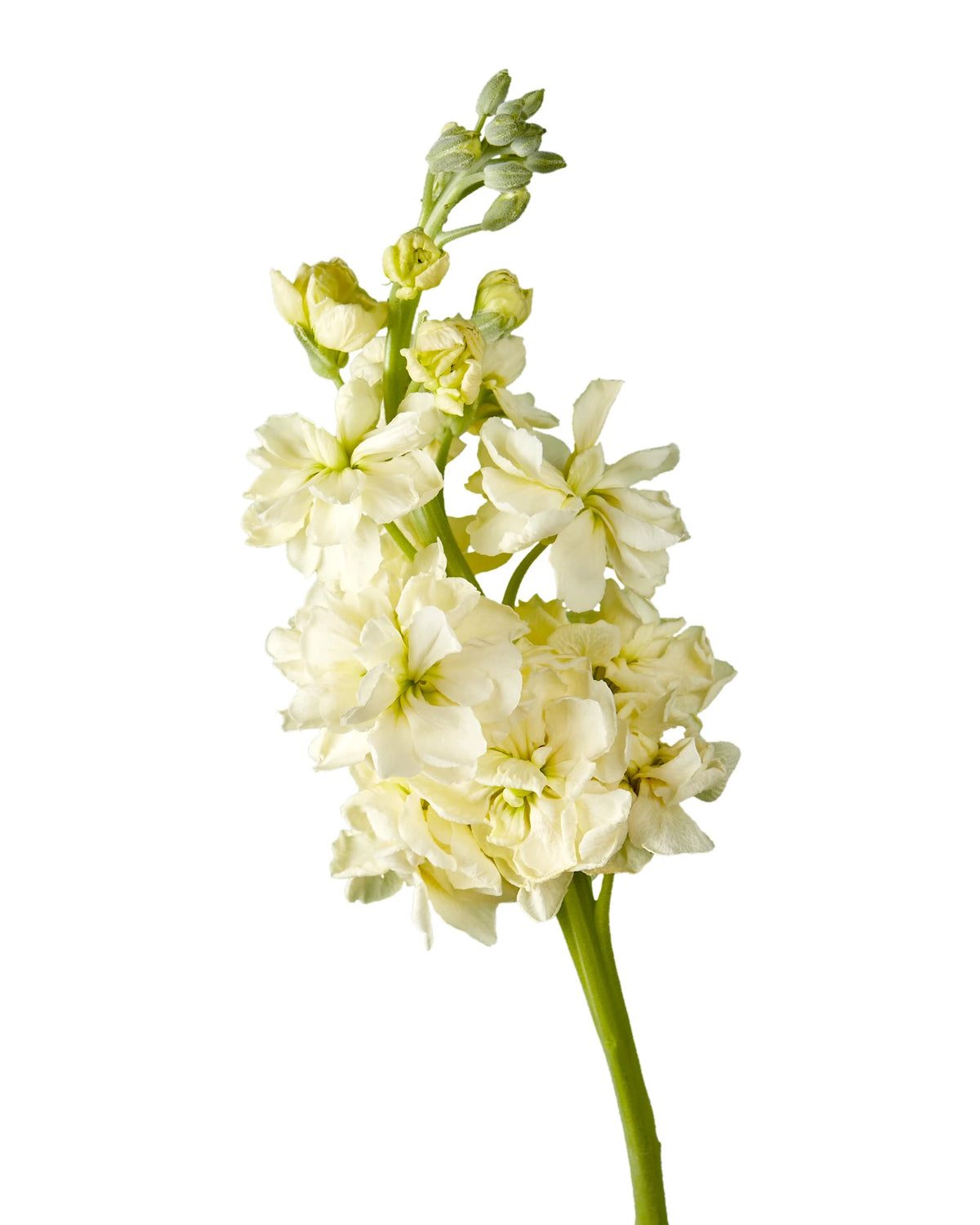 Yellow Double Stock Mother's Day