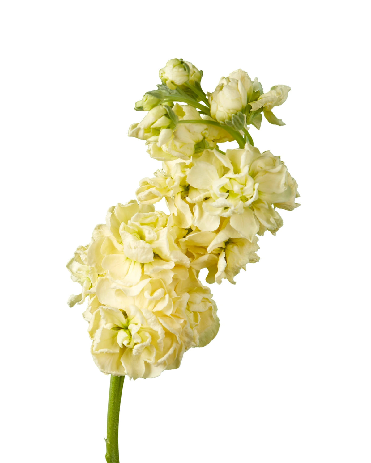 Yellow Double Stock Mother's Day