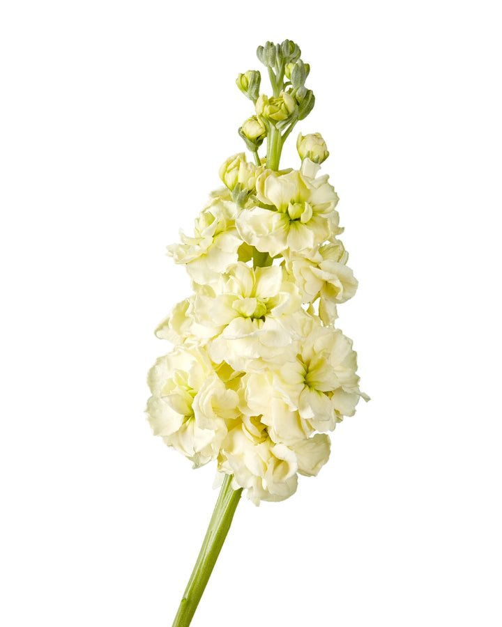 Yellow Double Stock Mother's Day