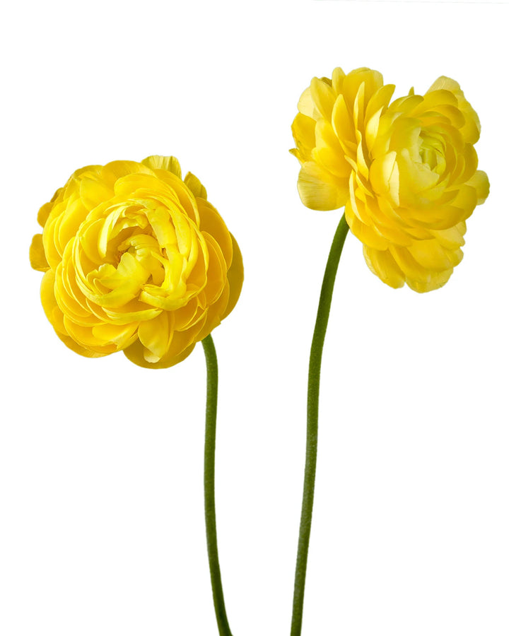 Yellow Elegance Ranunculus