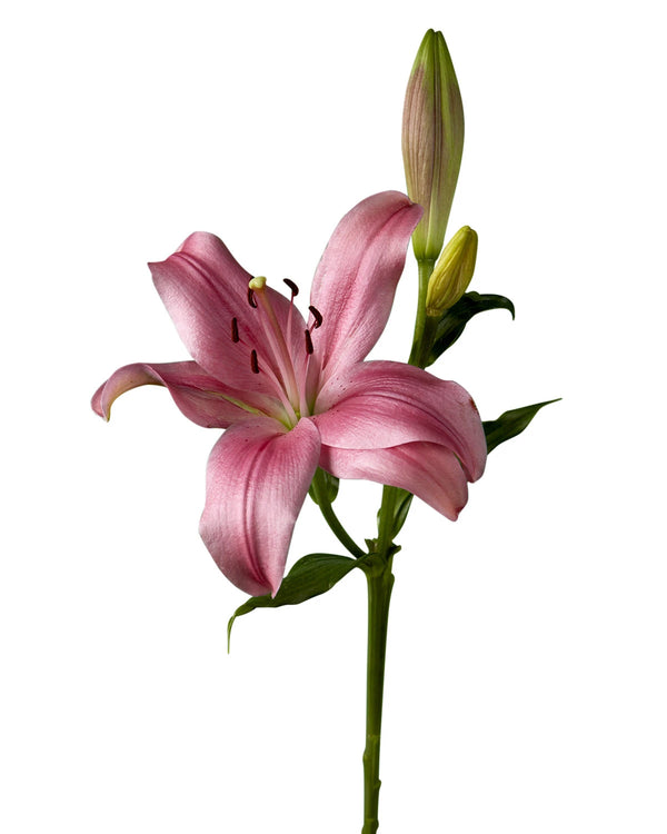 Wholesale Yerseke Lily 3-5 Bloom | PetalJet