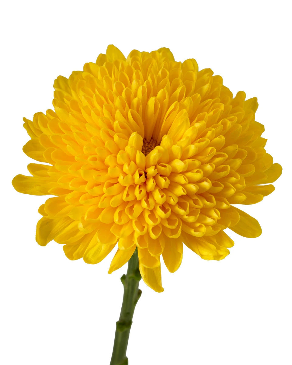 Yolk Chrysanthemum