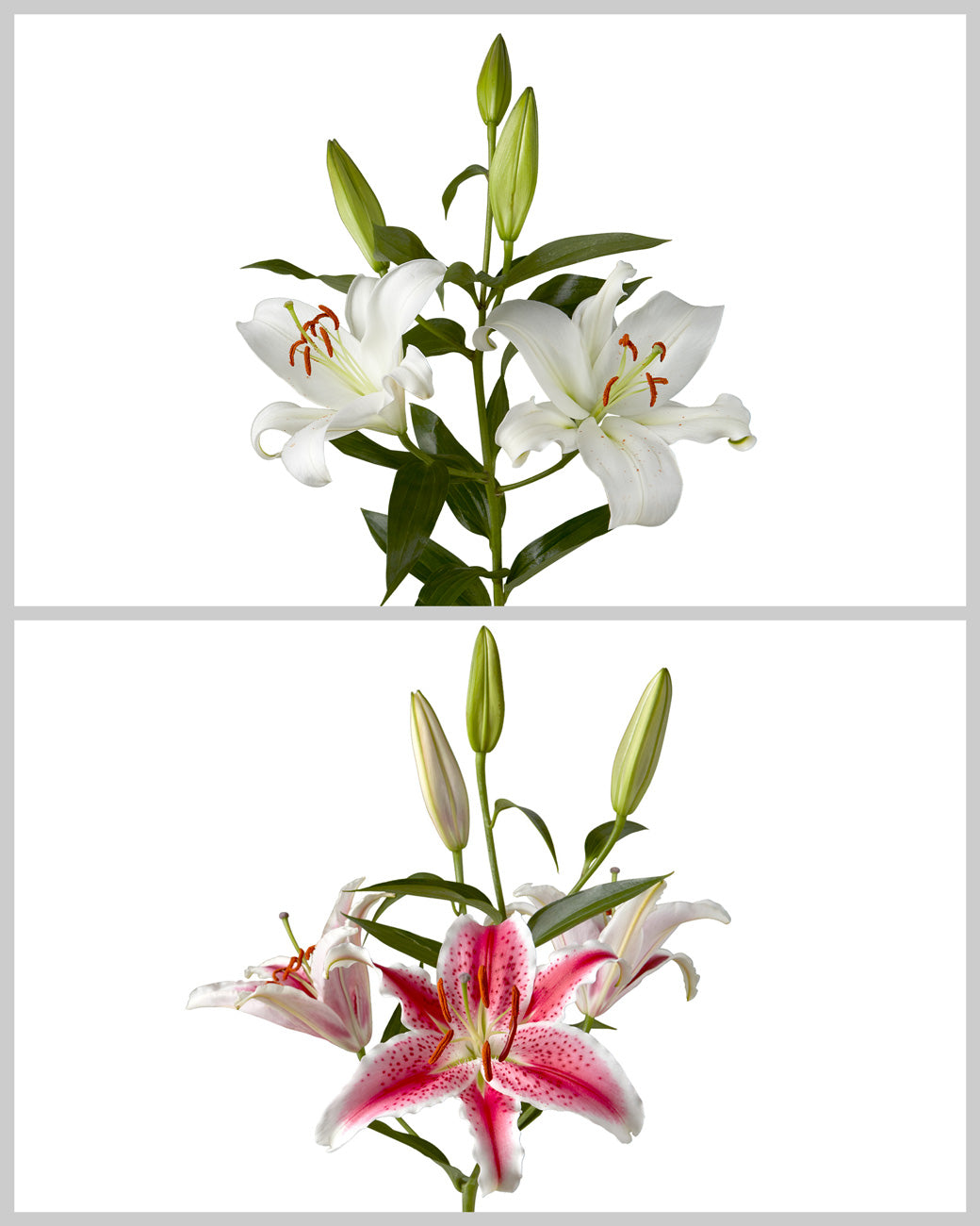 Oriental Lily 3-5 Bloom Assorted Box #067 Valentine Day