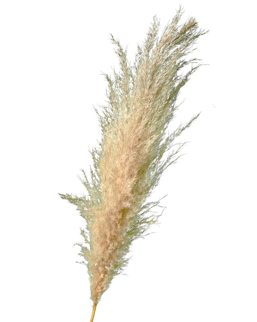 最大80％オフ pampas-grass-fluffy- 香水(ユニセックス)