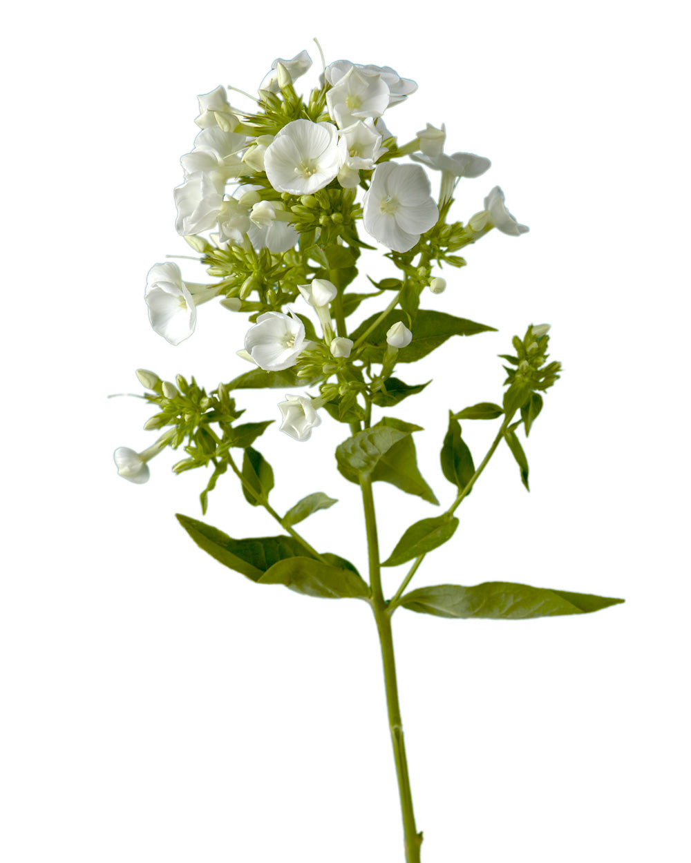 White Phlox