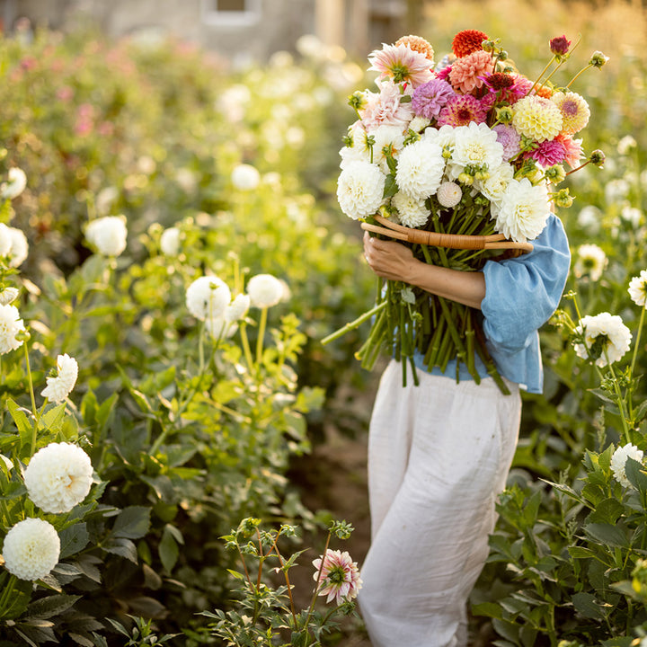 Shop Wholesale Flowers Online In Petaljet | Bulk Fresh Flowers
