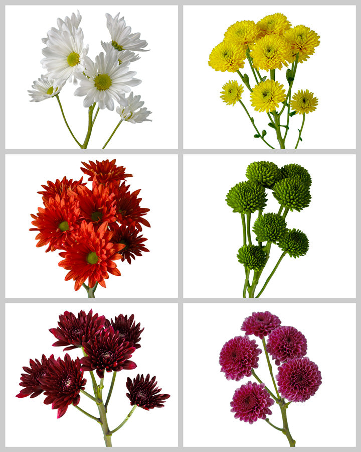 Pompon Assorted Box #406