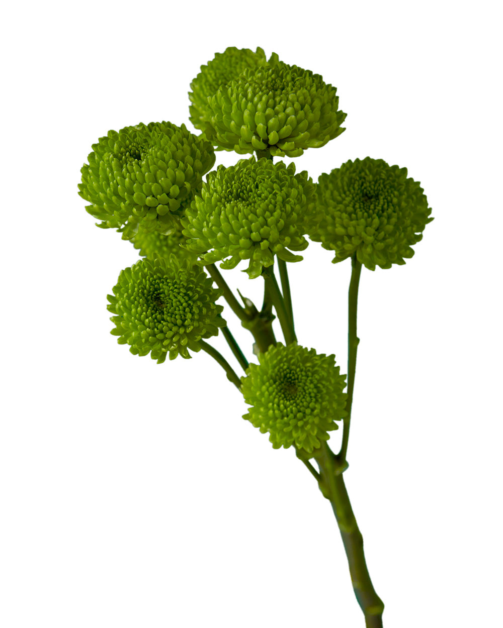 Pompon Alligator Green Button
