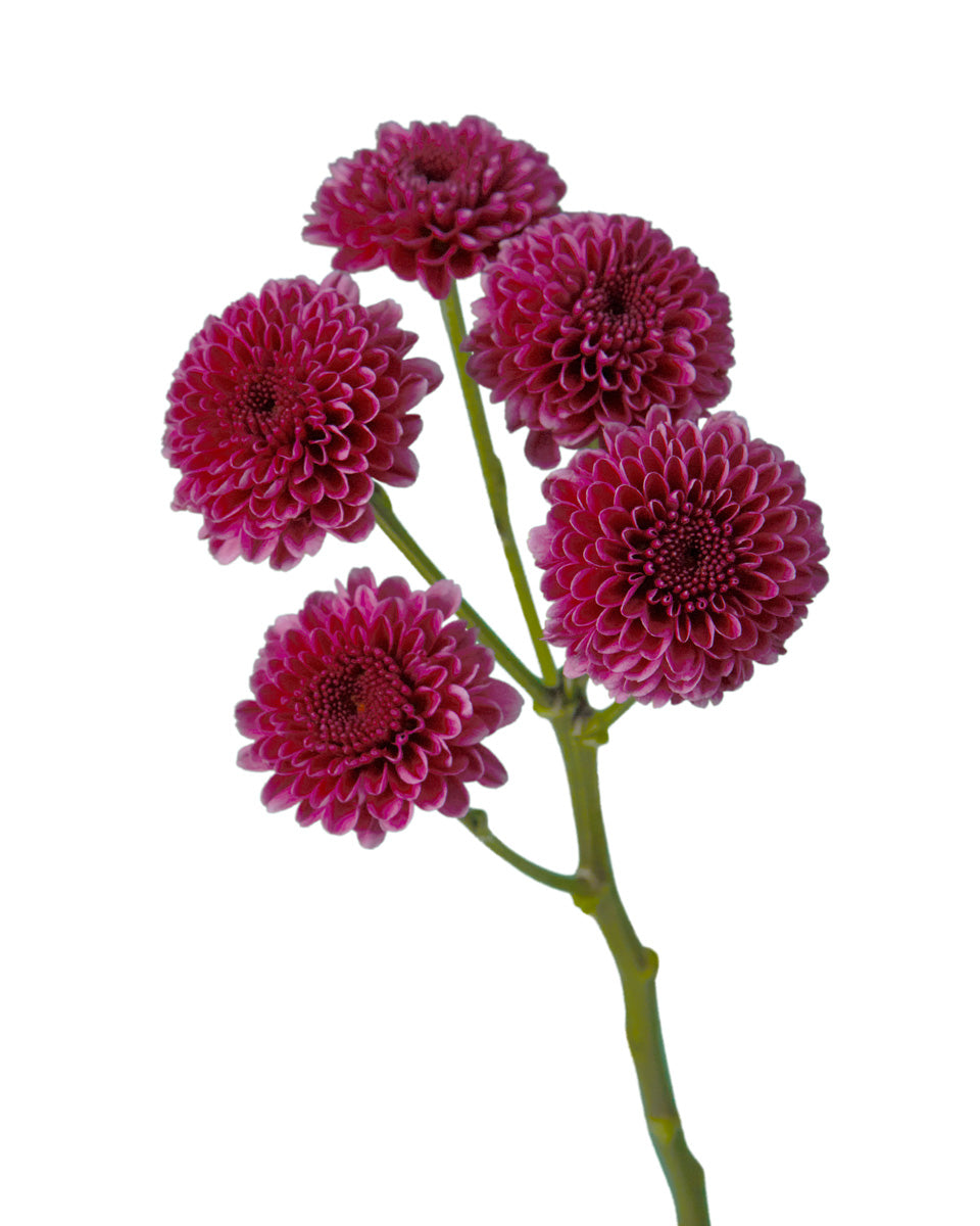 Pompon Sweet Purple Button