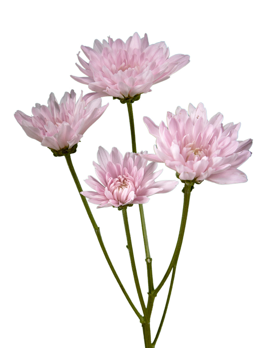 Pompon Pink Petrushka Cushion