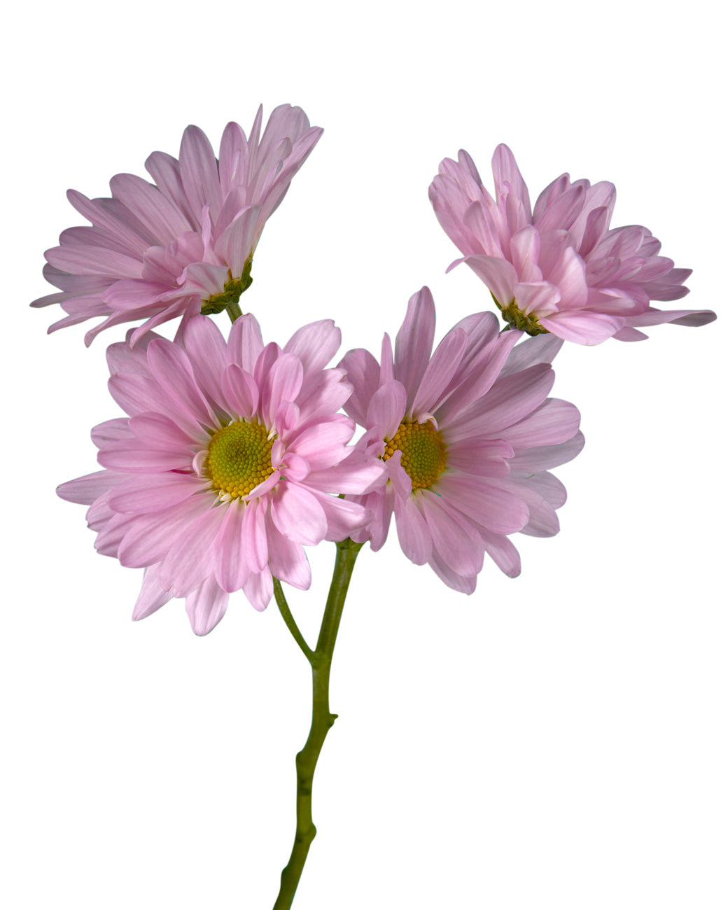 Pompon Atlantis Pink Daisy