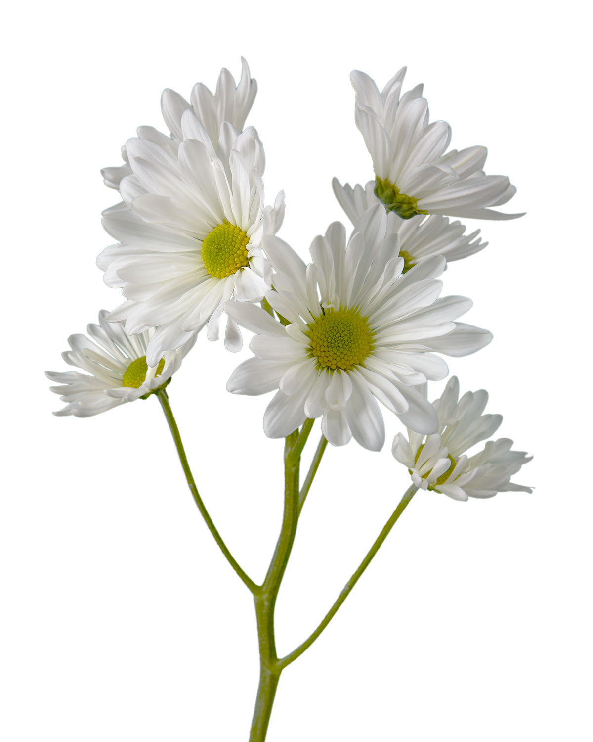 Pompon Atlantis White Daisy