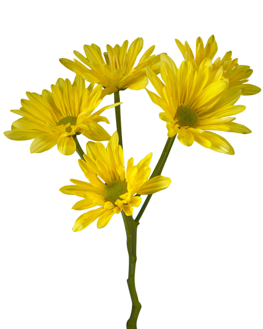 Pompon Atlantis Yellow Daisy