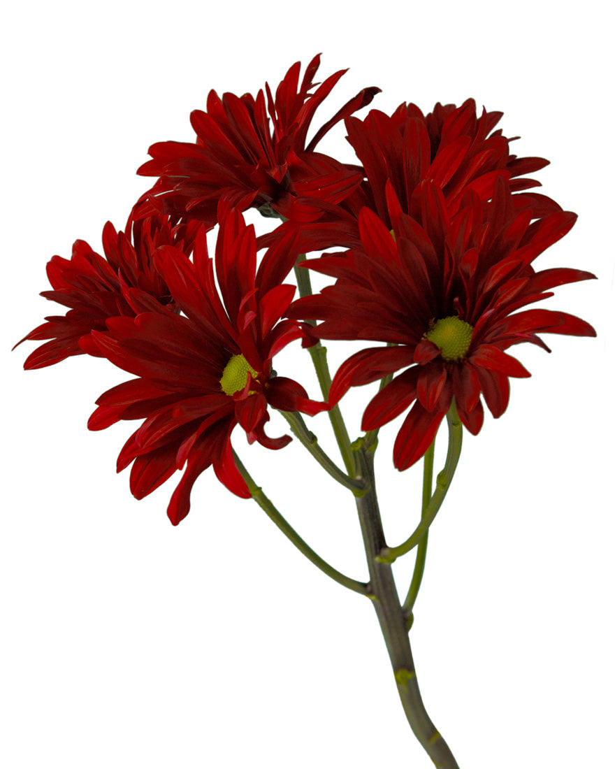 Pompon Brahma Red Daisy