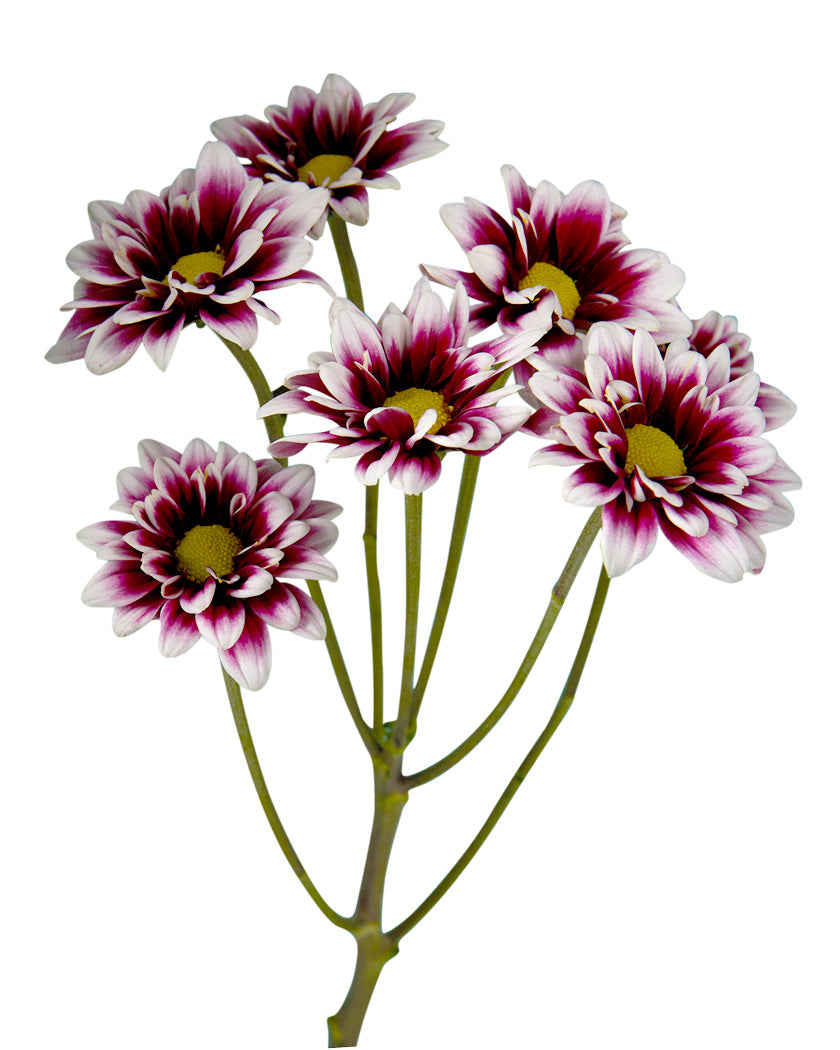 Pompon Handsome Daisy