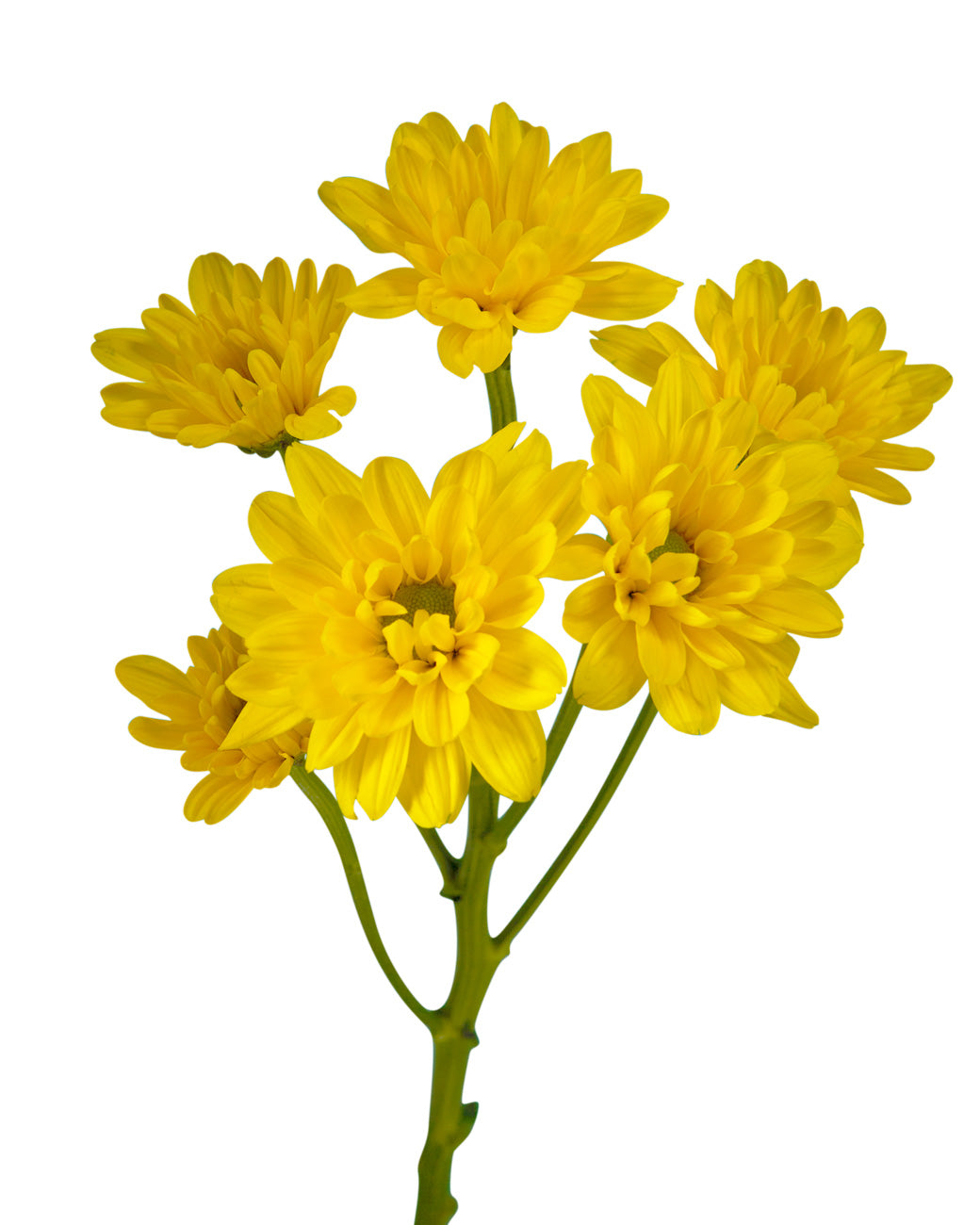 Pompon Indira Daisy