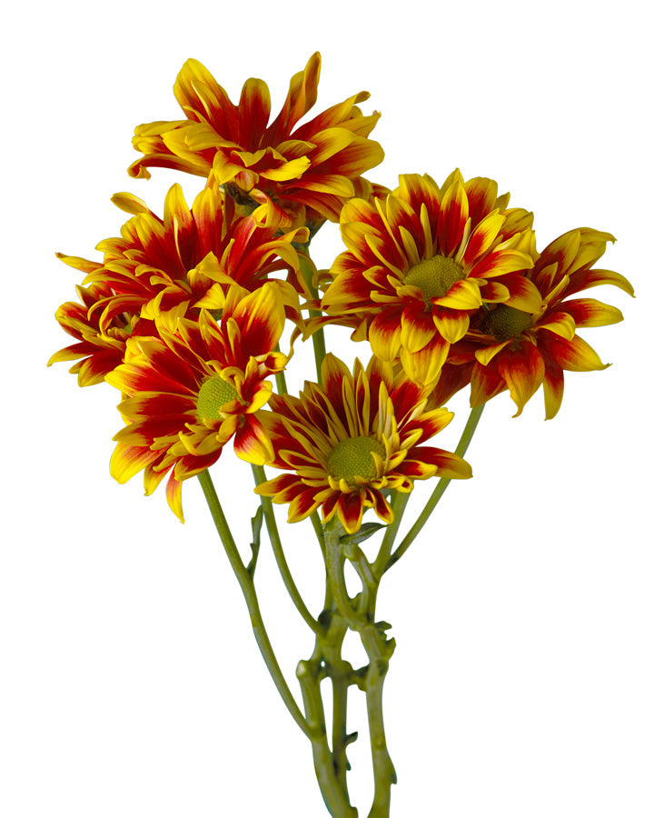 Pompon Kastellin Daisy