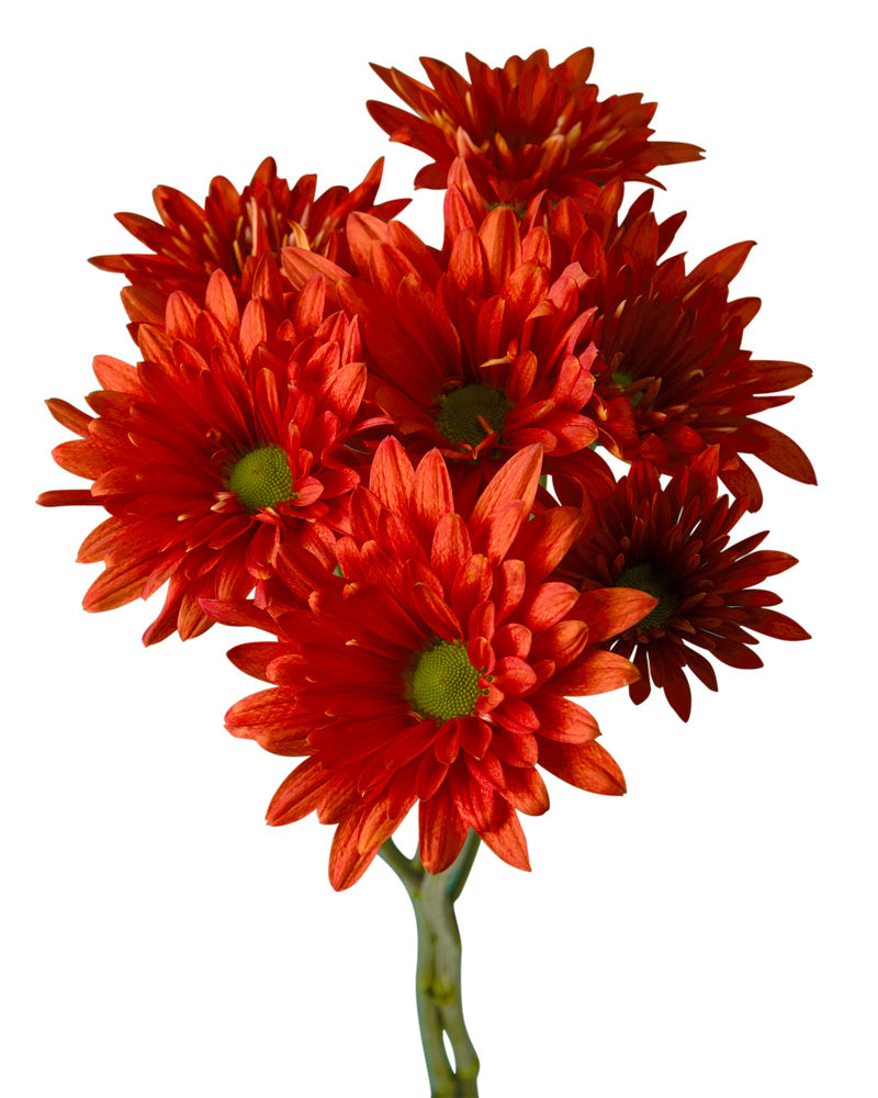 Pompon Natalia Daisy