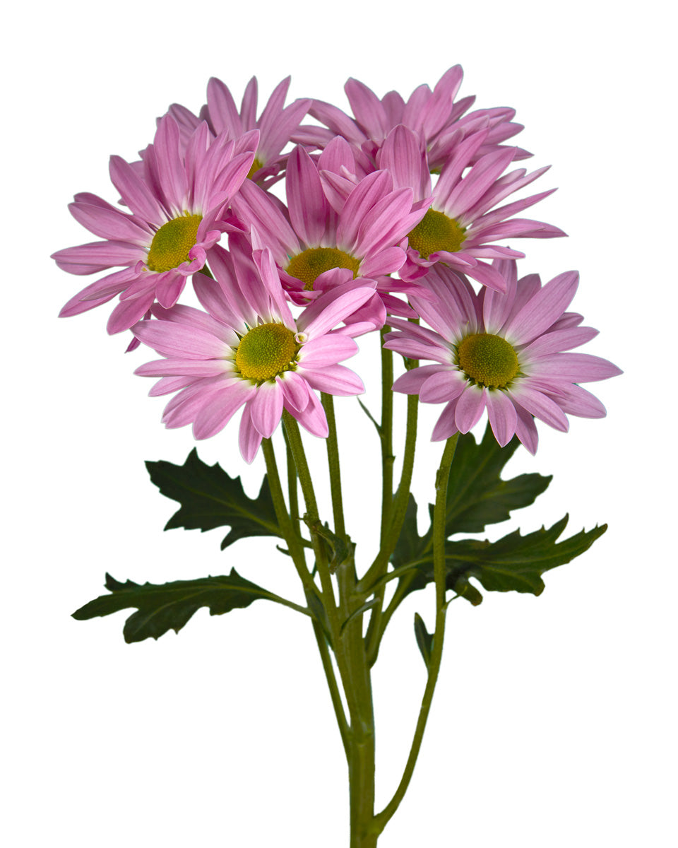 Pompon Rihana Daisy