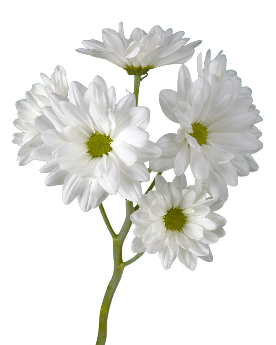 Pompon Tokio White Daisy