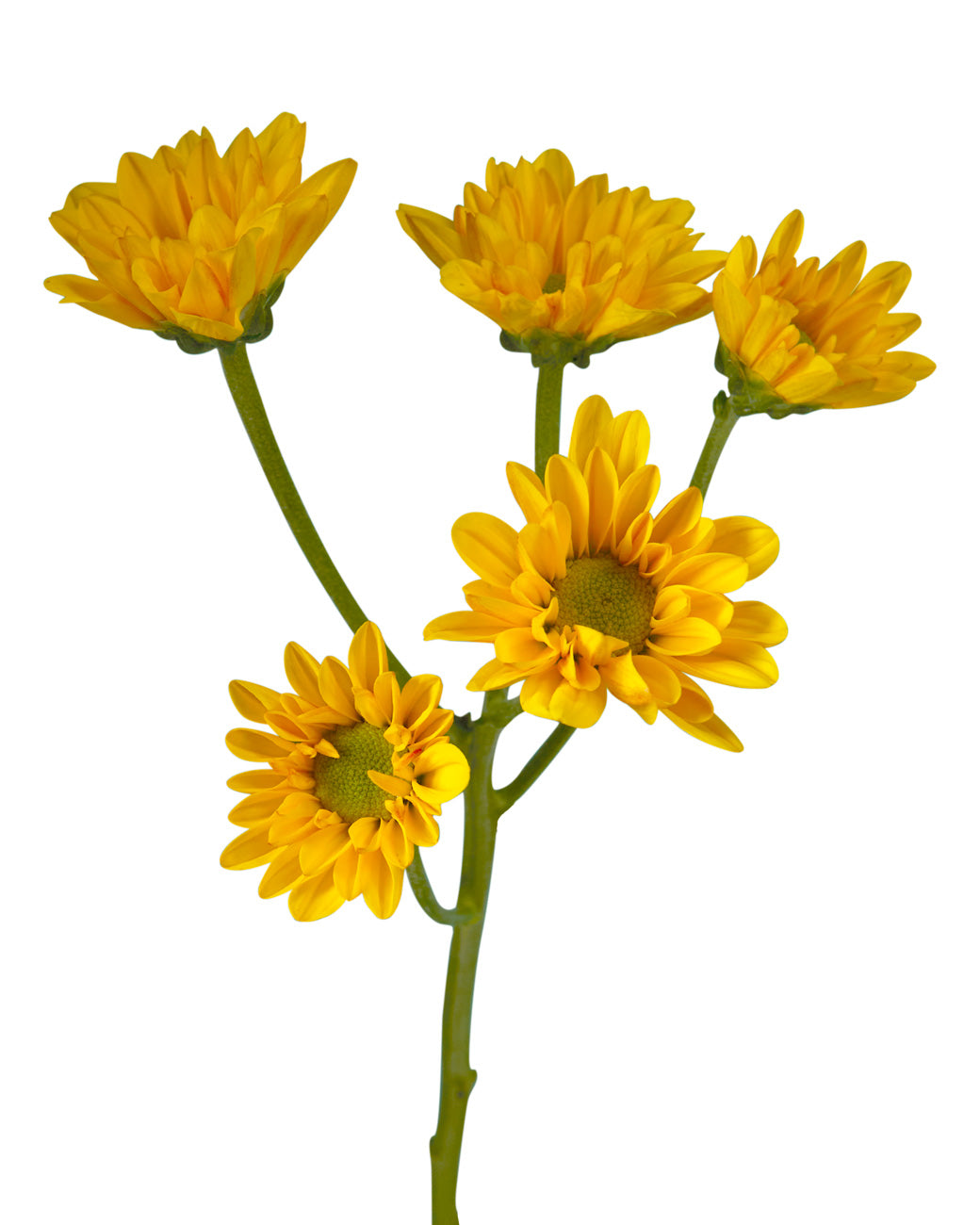 Pompon Yellowstone Daisy
