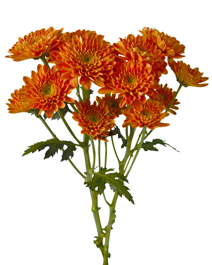 Pompon Drum Orange Novelty