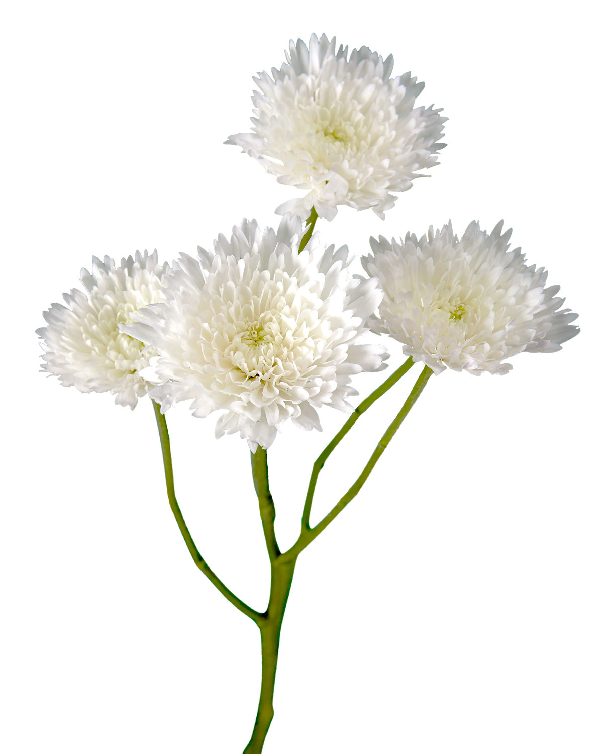 Pompon Esponja White Novelty