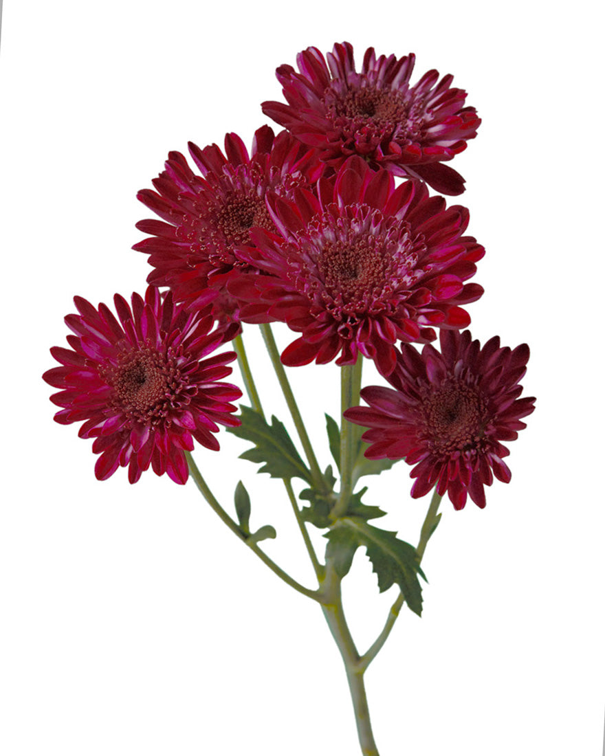 Pompon Purple Shock Cushion