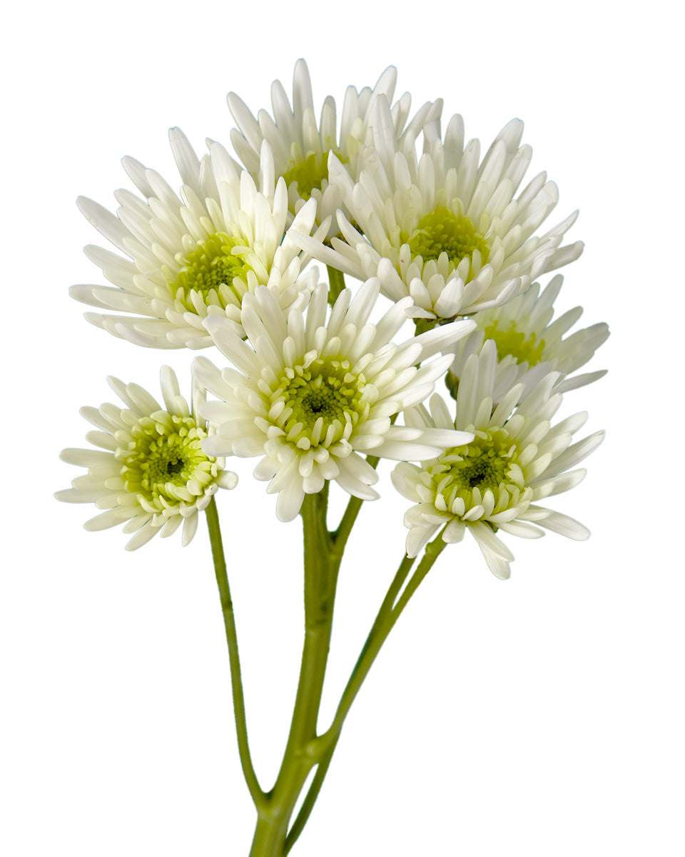 Pompon Unica Novelty