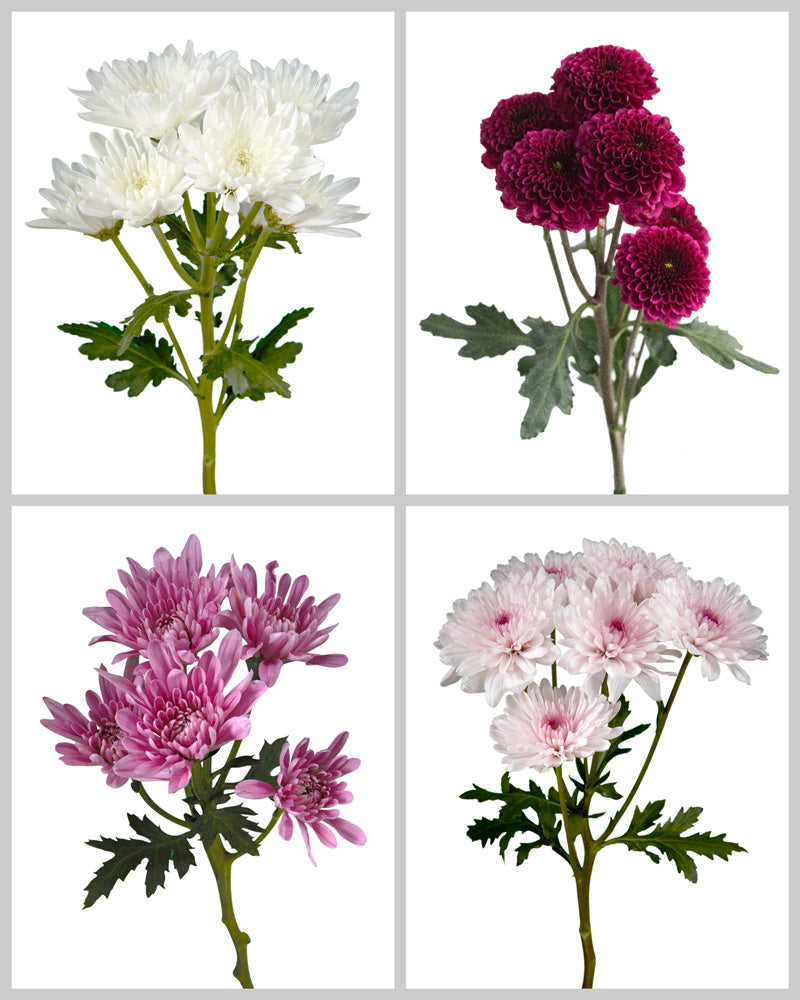 Pompon Assorted Box Valentine's Day