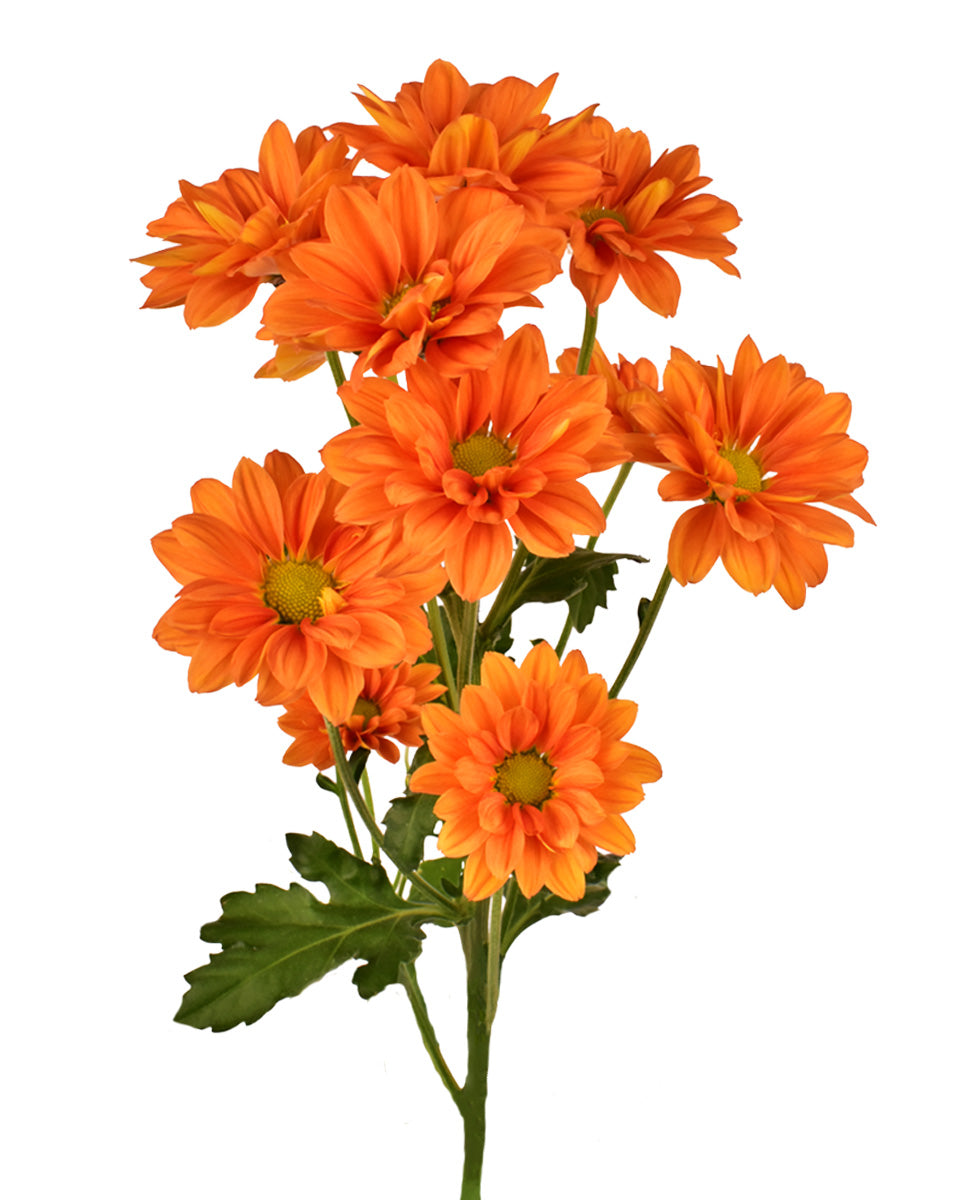 Pompon Lina Orange Daisy