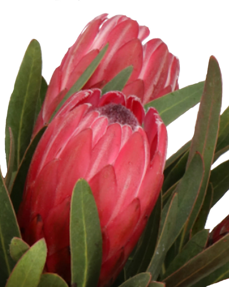 Protea Red Ice