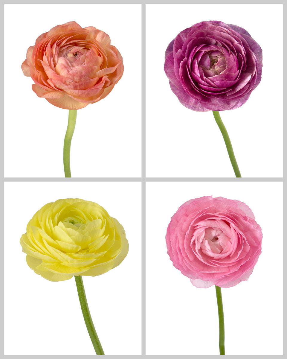 Assorted Box Amandine Ranunculus