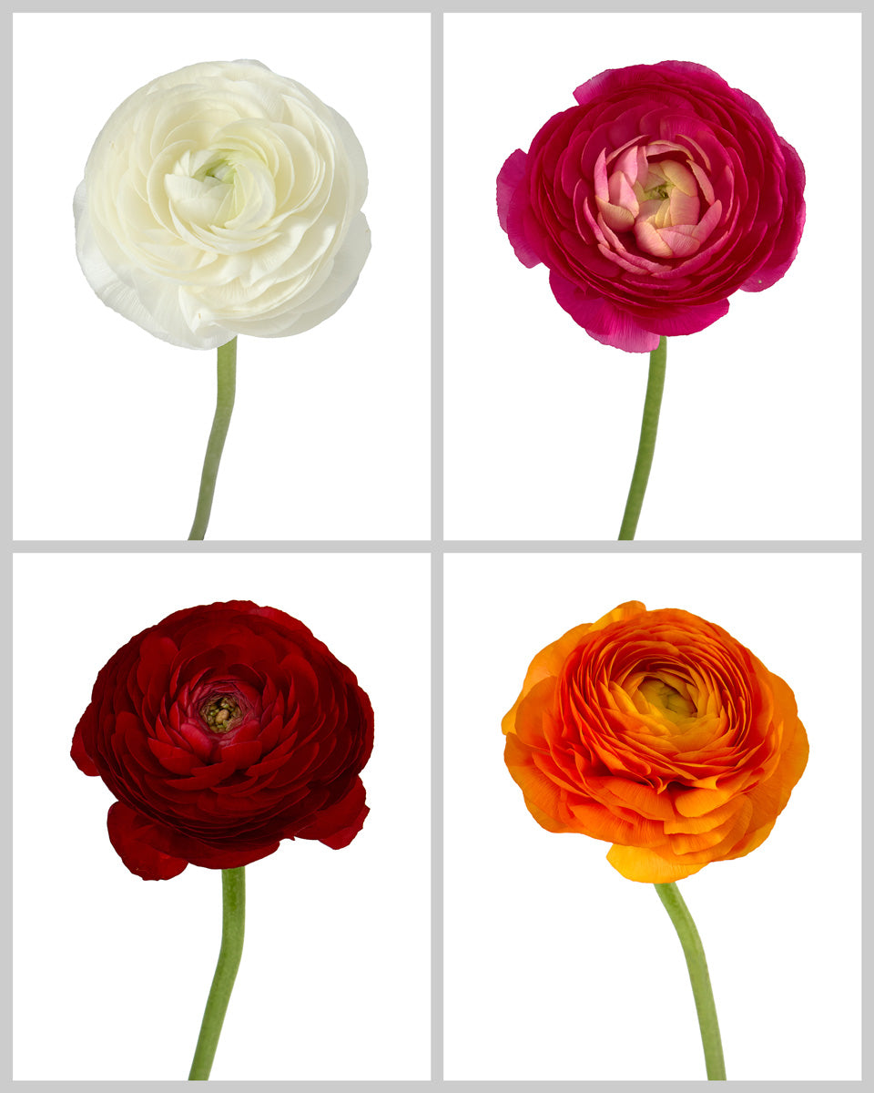 Assorted Box Amandine Ranunculus
