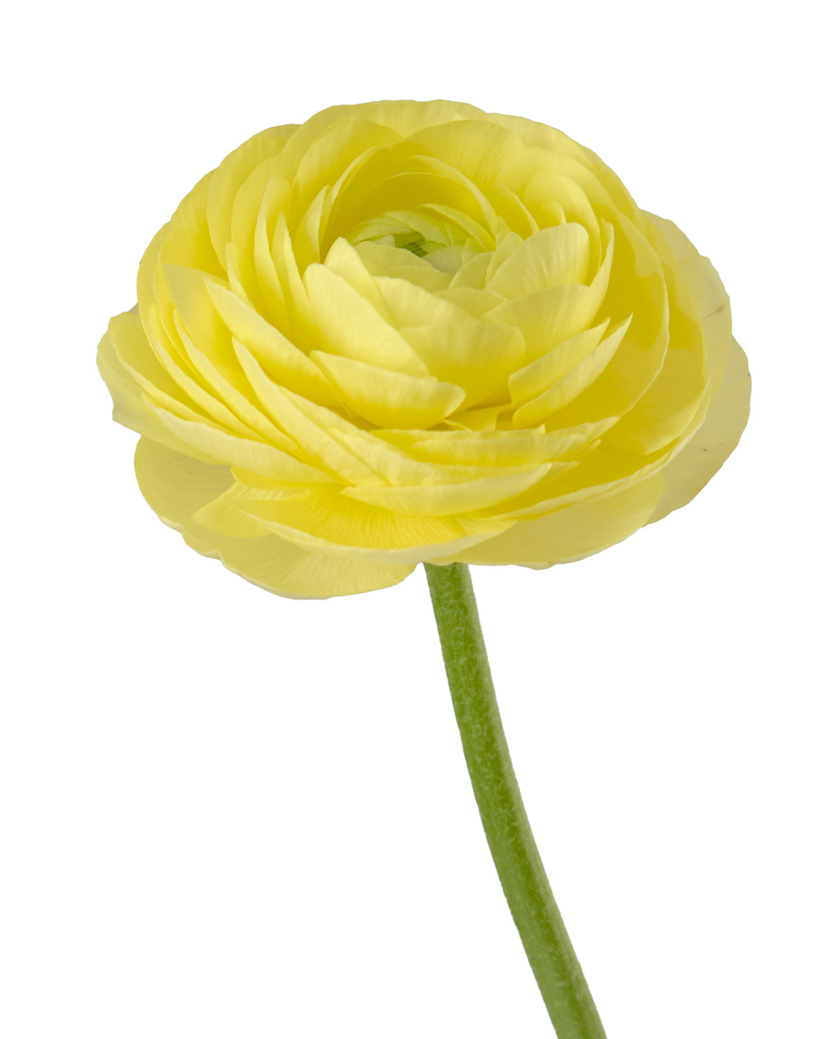 Cream Amandine Ranunculus