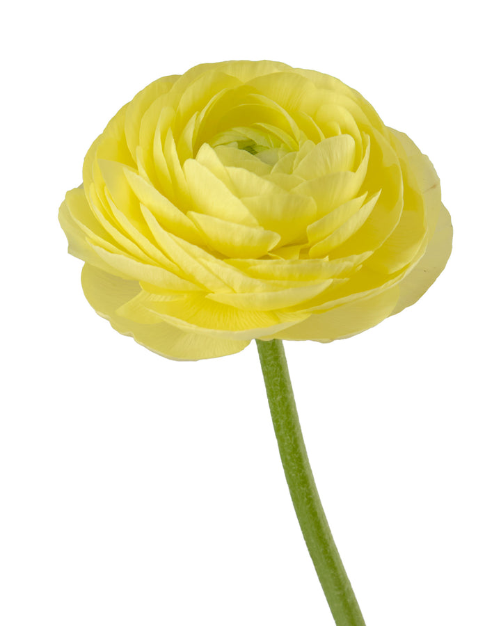 Cream Amandine Ranunculus
