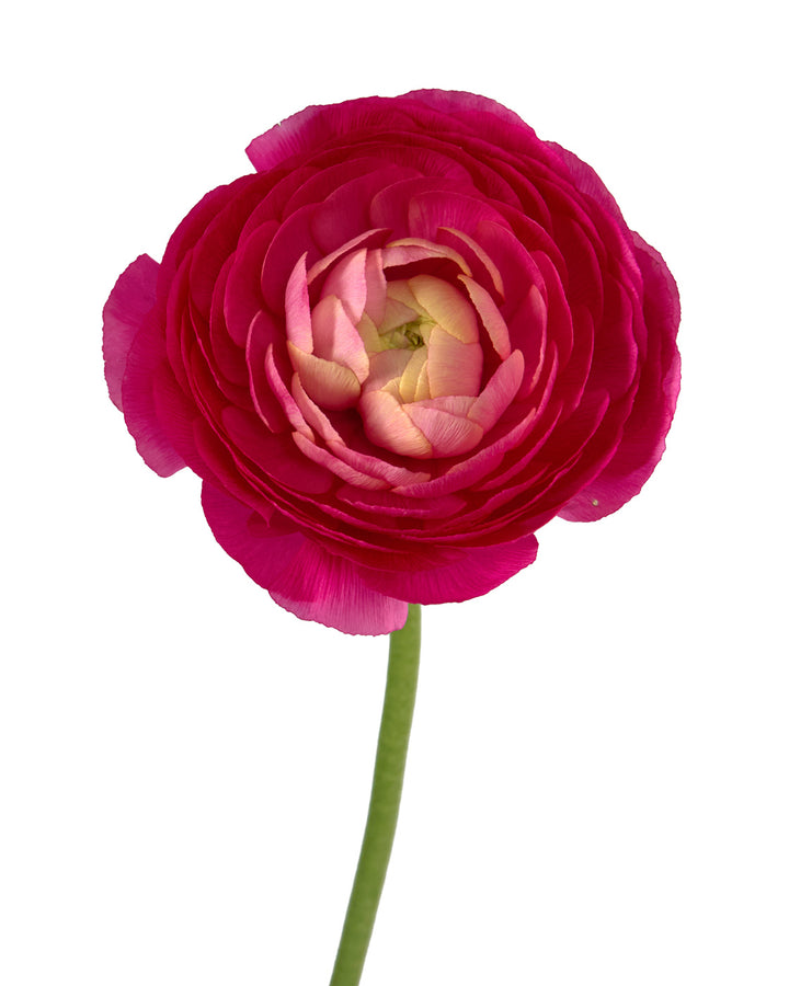 Hot Pink Amandine Ranunculus