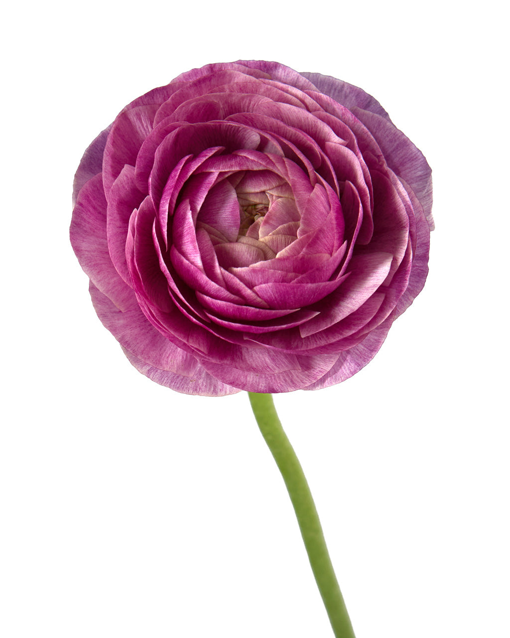 Lilie Amandine Ranunculus