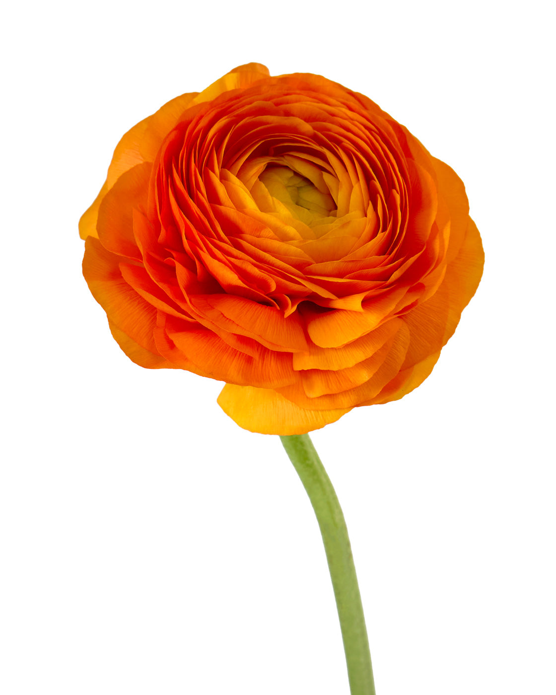 Orange Amandine Ranunculus