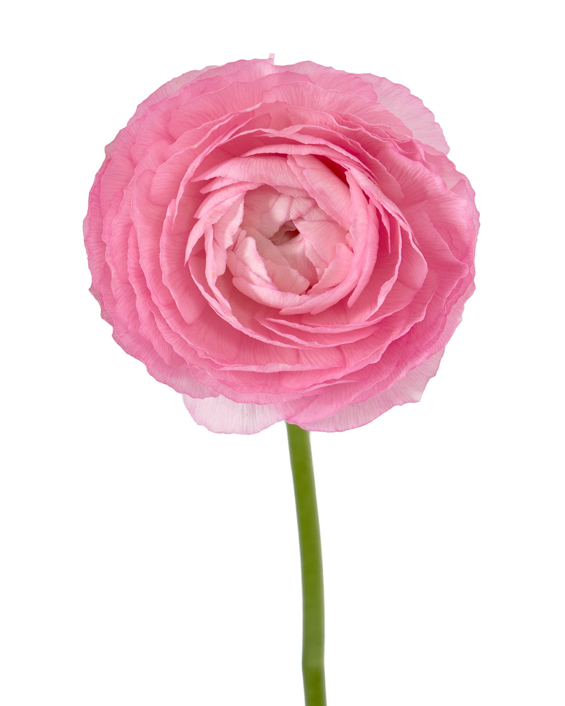 Pink Pastel Amandine Ranunculus