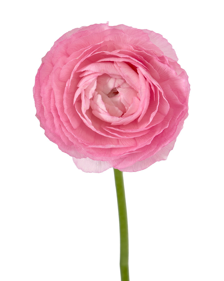 Pink Pastel Amandine Ranunculus