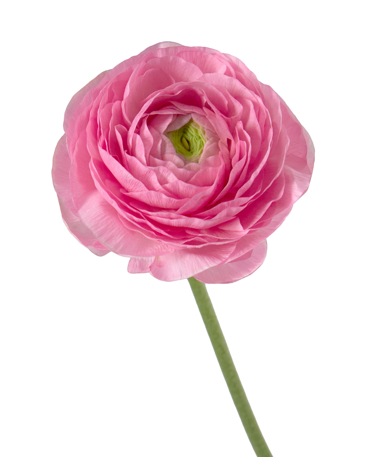 Pink Amandine Ranunculus