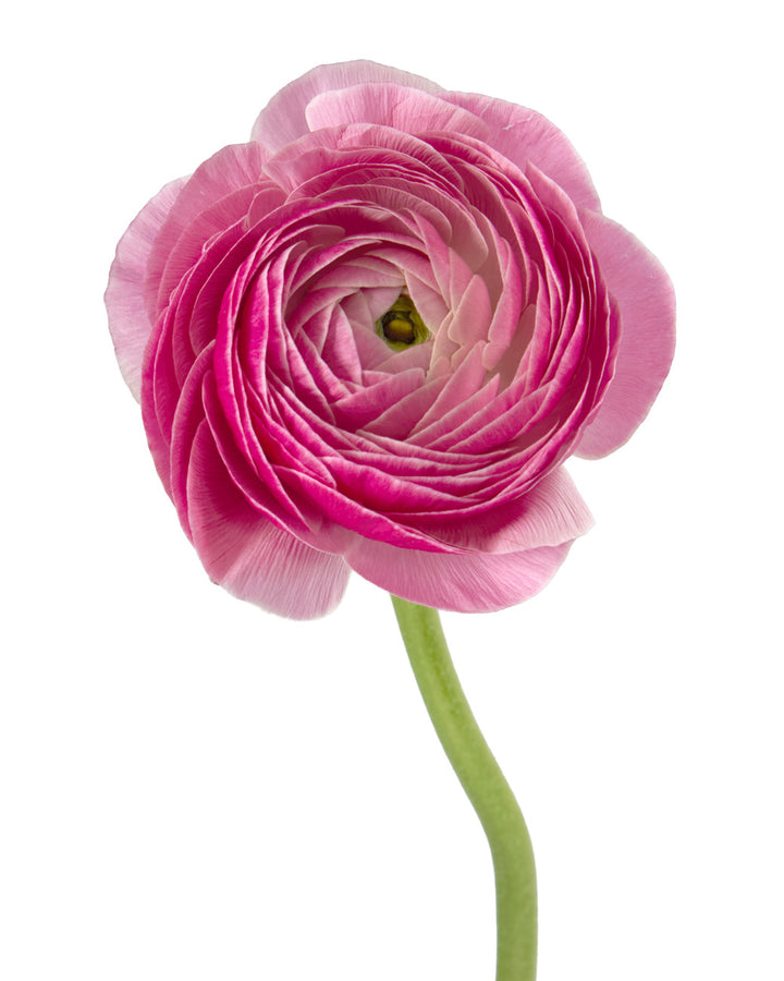 Porcelaine Amandine Ranunculus