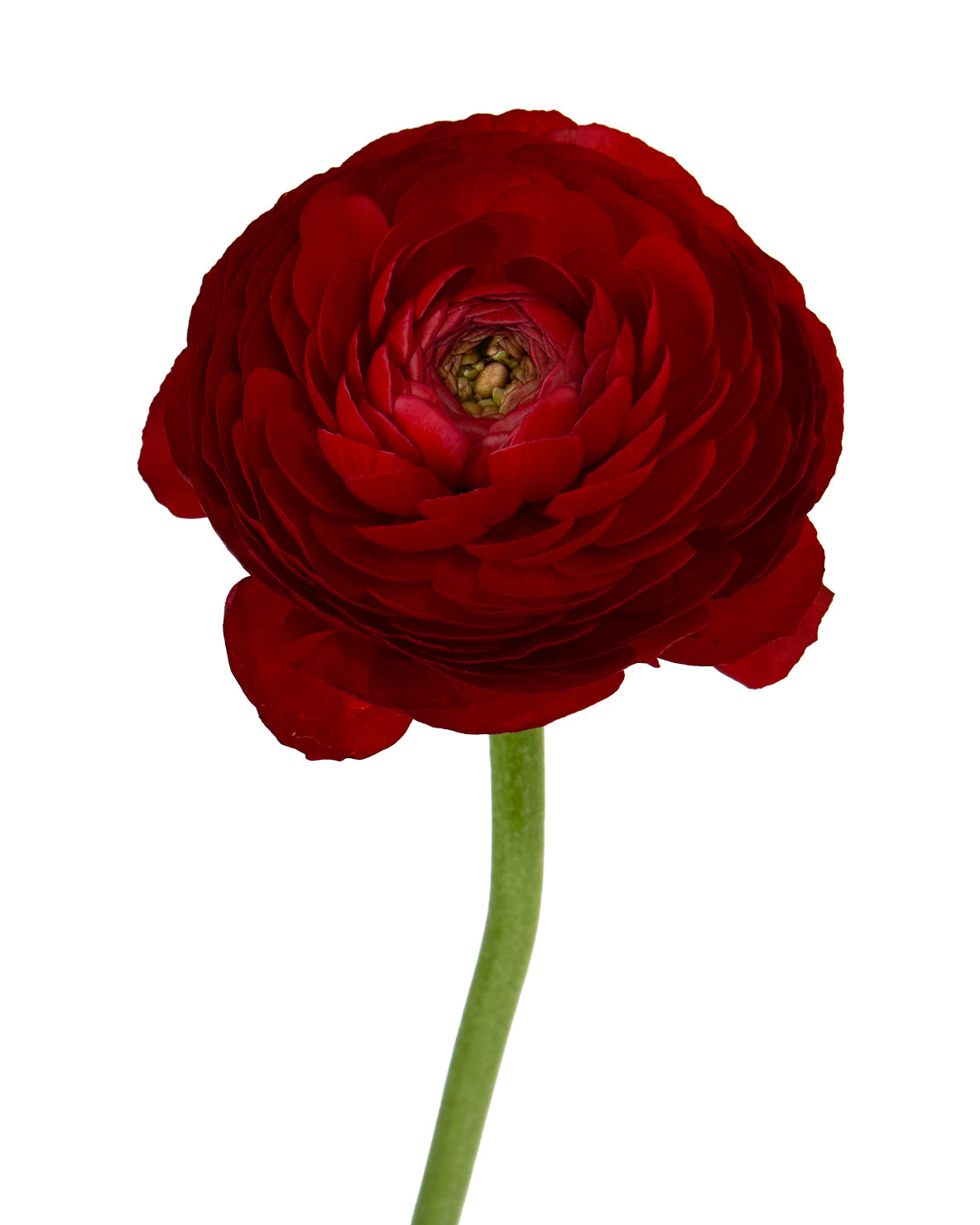 Red Amandine Ranunculus