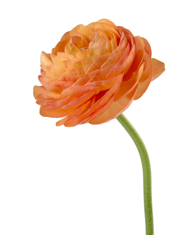 Salmon Amandine Ranunculus