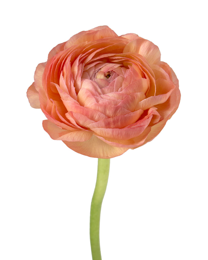 Salmon Amandine Ranunculus