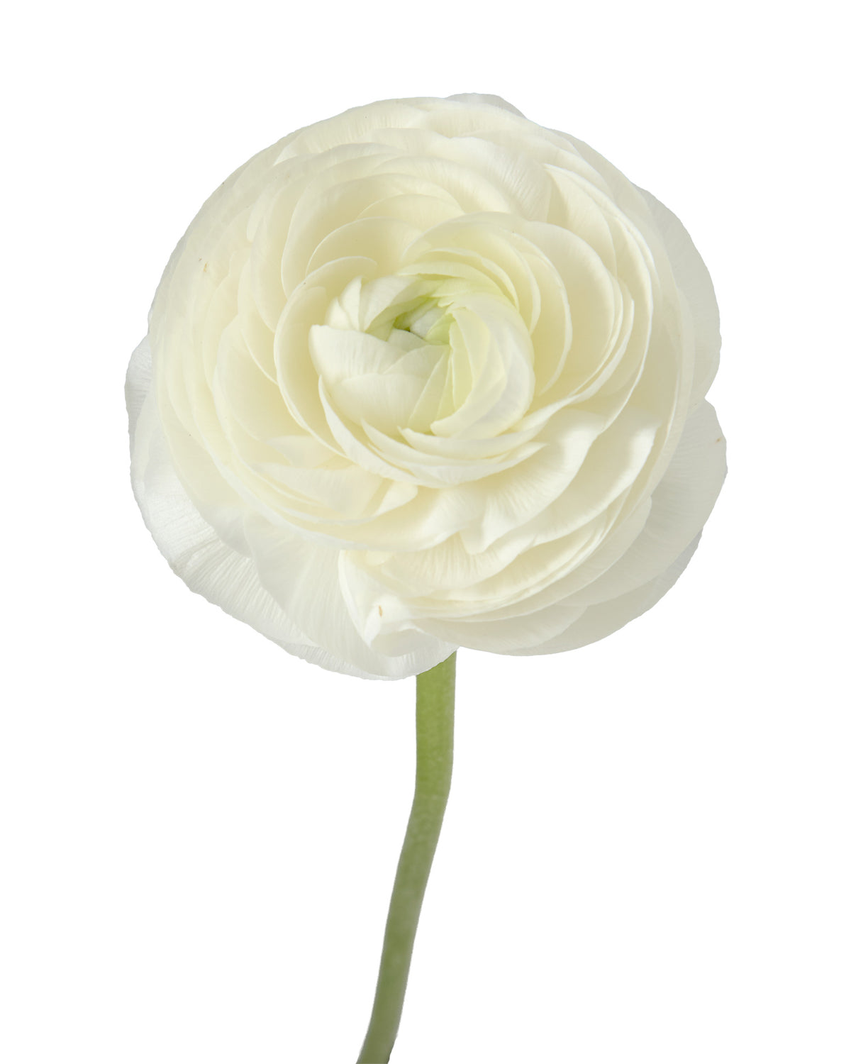 White Amandine Ranunculus