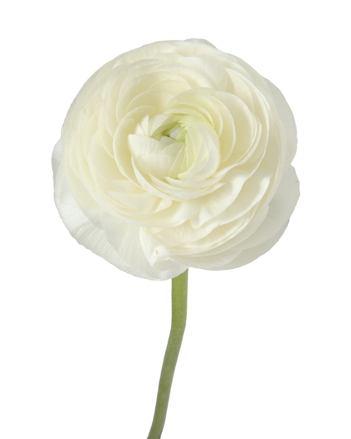 White Amandine Ranunculus