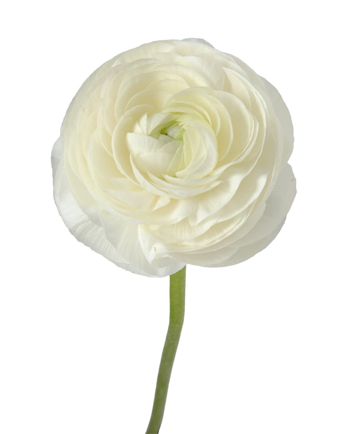 White Amandine Ranunculus