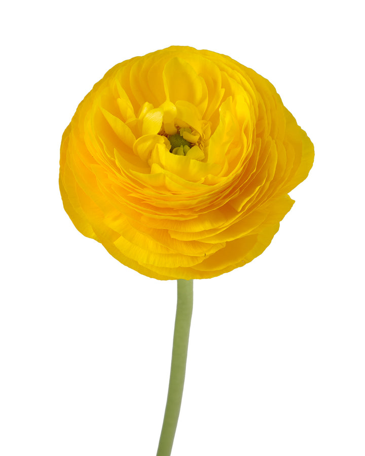 Yellow Amandine Ranunculus